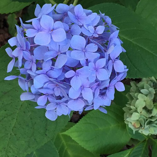 Hydrangea macrophylla flowers